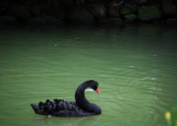 El pavo inductivo y el cisne negro