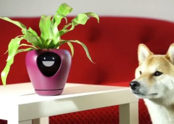CURIOSO: Esta maceta refleja las emociones de las plantas