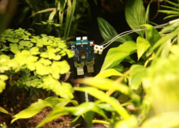 Con IA, logran que las plantas se tomen una selfie