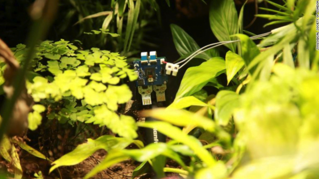 Con IA, logran que las plantas se tomen una selfie