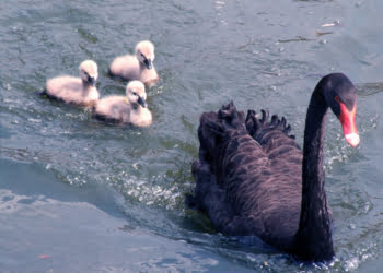 El Cisne negro de Nassim Taleb fácilmente explicado