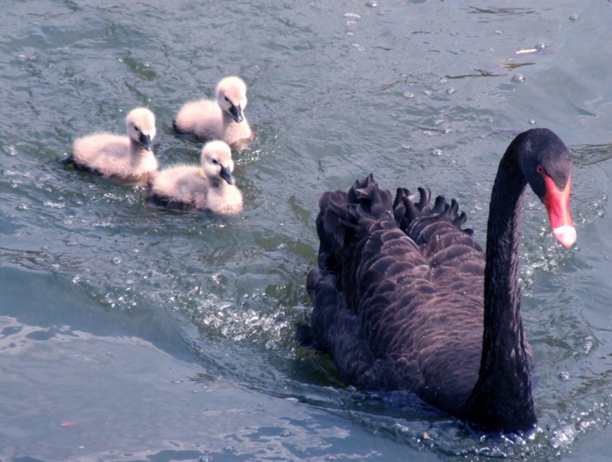 El Cisne negro de Nassim Taleb fácilmente explicado