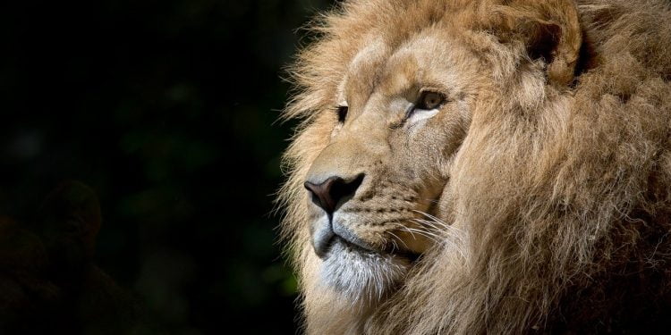 Hay que emprender como leones