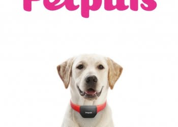 Con este collar vas a entender mejor a tu perro