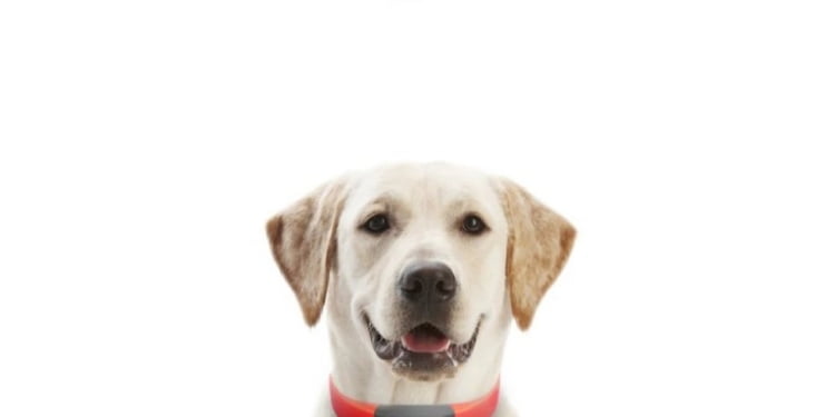 Con este collar vas a entender mejor a tu perro