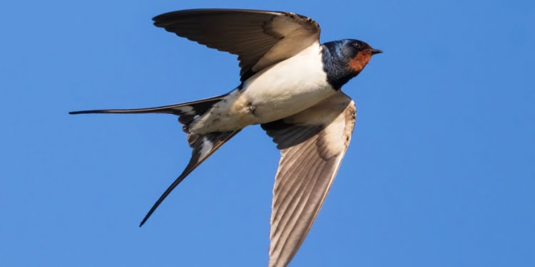 Una golondrina no hace verano