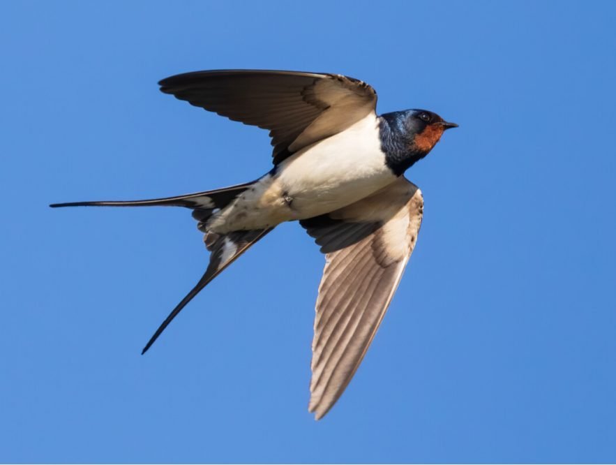 Una golondrina no hace verano