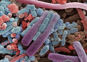 El cuarto cerebro es nuestro intestino