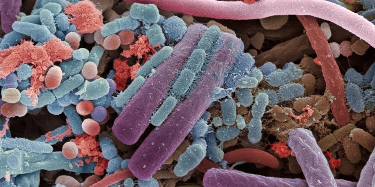 El cuarto cerebro es nuestro intestino