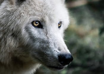 ¿emprendedor lobo o perro?