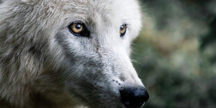 ¿emprendedor lobo o perro?
