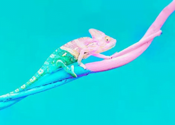 Qué es la flexibilidad cognitiva