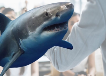 Las 3 terribles lecciones que Shark Tank enseña sobre los pitchs para recaudar fondos